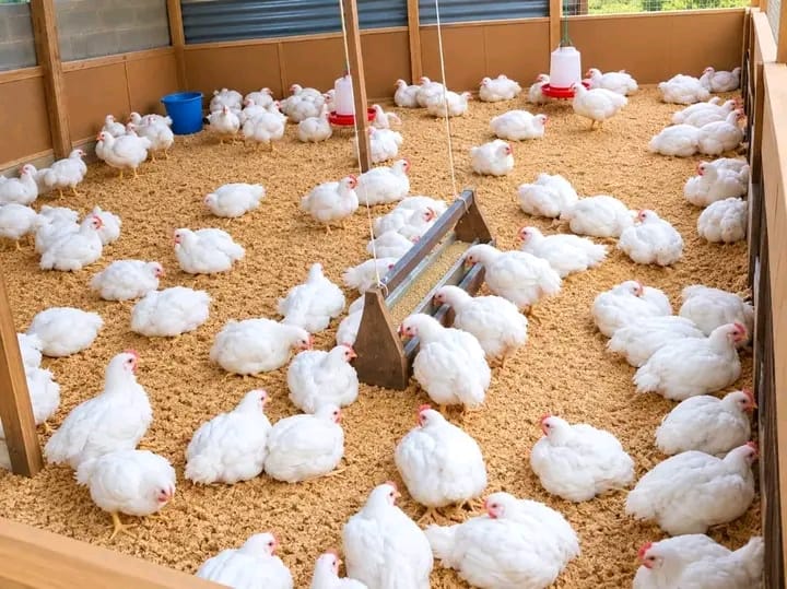 Three to five week broilers